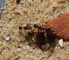 Tetramorium sericeiventre