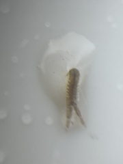 Corophiidae