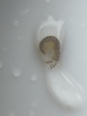 Corophiidae