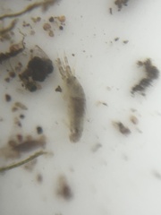 Corophiidae