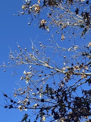 Callirhytis quercuspunctata