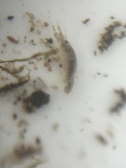 Corophiidae