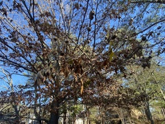 Callirhytis quercuspunctata