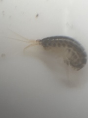 Amphipoda