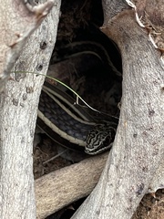 Psammophis subtaeniatus