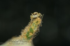 Menemerus semilimbatus