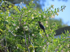 Nectarinia famosa famosa
