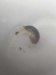 Amphipoda