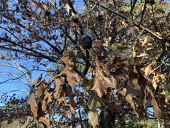 Callirhytis quercuspunctata