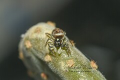 Menemerus semilimbatus