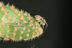 Menemerus semilimbatus