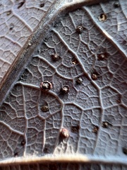 Neuroterus tantulus