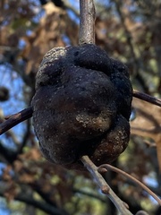 Callirhytis quercuspunctata