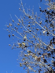 Callirhytis quercuspunctata