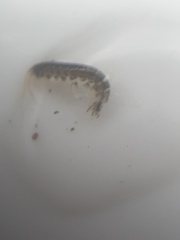 Amphipoda