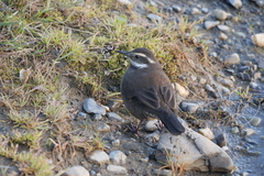 Cinclodes patagonicus