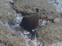 Chaetodon nigropunctatus