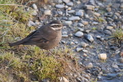 Cinclodes patagonicus