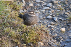 Cinclodes patagonicus