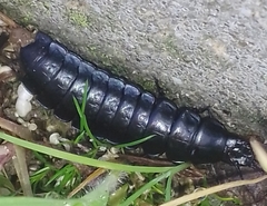 Carabina