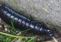 Carabina