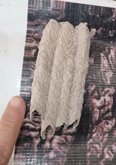 Sceliphron caementarium