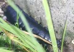 Carabina