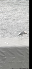 Larus
