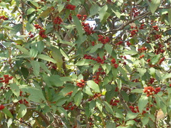 Mallotus philippensis