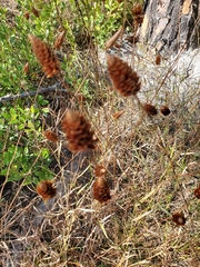 Xyris platylepis