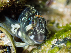 Parablennius