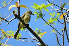 Myiopagis viridicata placens