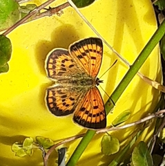 Lycaena 'canterbury common copper'