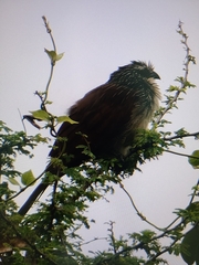 Centropus superciliosus