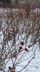 Rosa pisocarpa pisocarpa