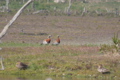Chloephaga poliocephala