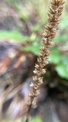 Plantago subnuda