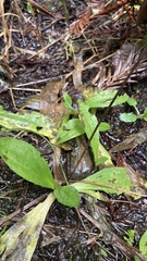 Plantago subnuda