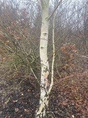 Betula pendula
