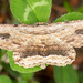 Menophra abruptaria - Photo (c) Drepanostoma, algunos derechos reservados (CC BY-NC), subido por Drepanostoma