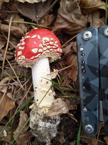 Muchotrávka červená (Amanita muscaria)