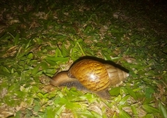 Lissachatina fulica