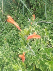 Dicliptera squarrosa