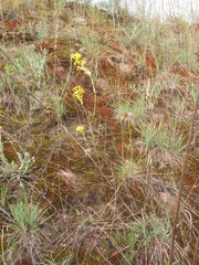 Erysimum quadrangulum