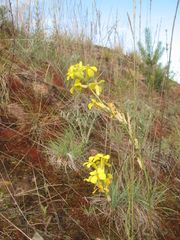 Erysimum quadrangulum