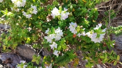 Veronica elliptica