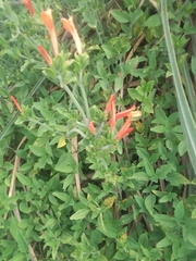 Dicliptera squarrosa
