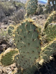 Opuntia chlorotica