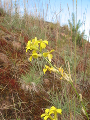 Erysimum quadrangulum