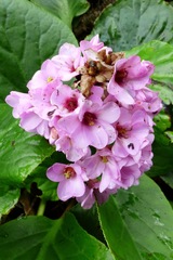 Bergenia crassifolia